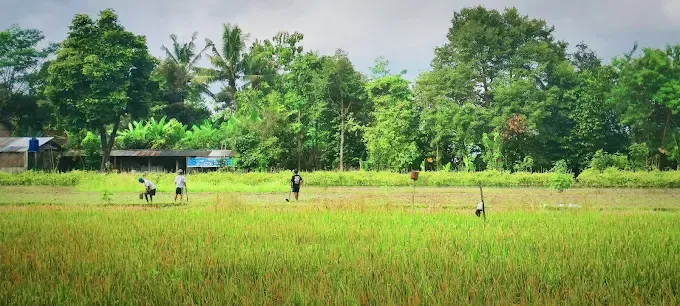 Foto Desa Wisata Ketingan di Mlati, Sleman dengan suasana pedesaan asri, sawah, dan aktivitas budaya tradisional
