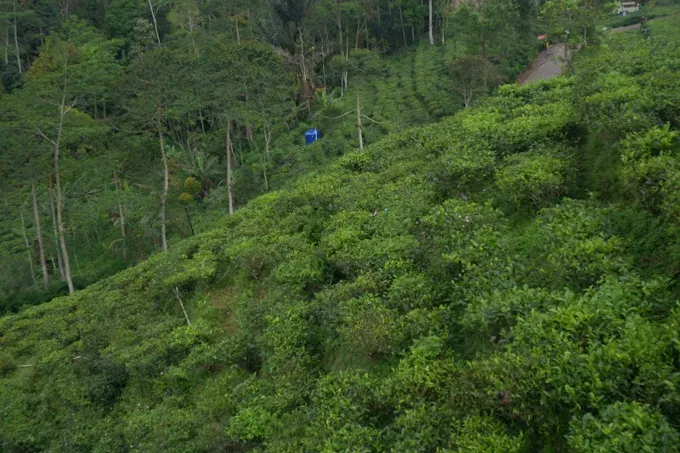 Foto Desa Wisata Nglinggo di Samigaluh, Kulon Progo dengan suasana pedesaan asri, sawah, dan aktivitas budaya tradisional